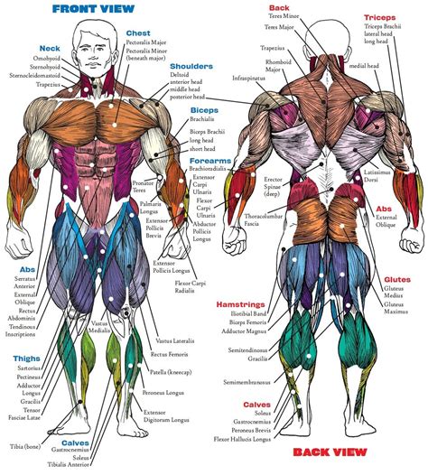 Anatomy Muscle Diagram Reference